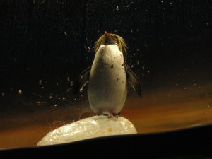 孤高のペンギン
