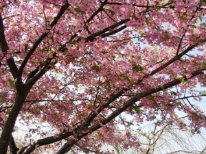 手賀沼の寒桜