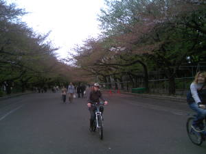 上野の落ち桜