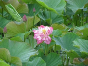 藕糸蓮(手賀沼北岸) 藕糸蓮(手賀沼北岸)