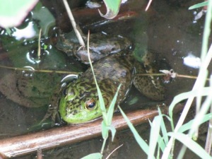 行田の蛙