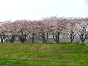 利根運河の桜