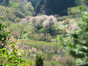 花見山の春 花見山の春