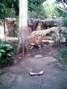 上野動物園虎