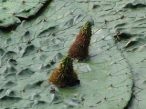 水元公園オニバス 水元公園オニバス