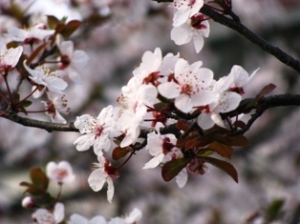 手賀沼桜