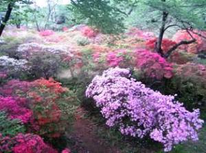 清水公園 清水公園