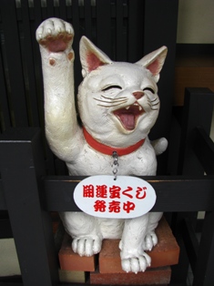 京都猫