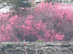 大堀川 大堀川