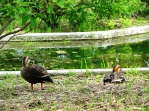 水元公園の鴨 水元公園の鴨