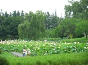 古川総合公園の大賀ハス