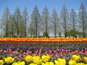 あけぼのやま公園 あけぼのやま公園