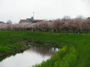 大堀川 大堀川