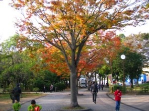 手賀沼公園 手賀沼公園