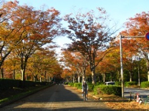 柏の葉公園 柏の葉公園