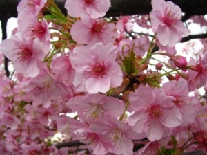 松戸河津桜