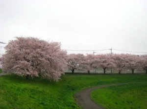 大宮公園・見沼桜回廊