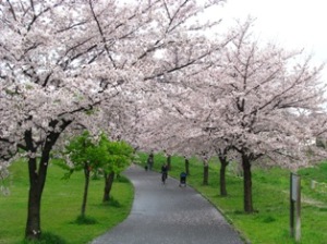 大堀川桜回廊