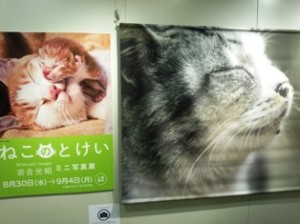 岩合氏写真展 岩合氏写真展