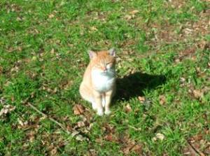 手賀猫 手賀猫