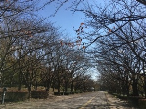 柏の葉公園 柏の葉公園