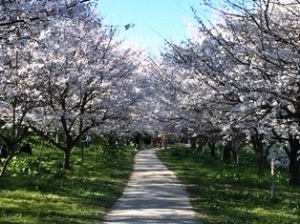 幸手権現堂の桜