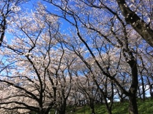 幸手権現堂の桜