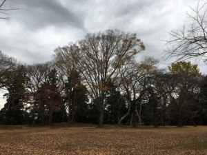 柏公園 柏公園