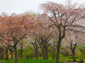 北柏ふるさと公園