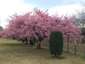 大堀川