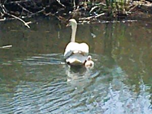 北柏ふるさと公園 北柏ふるさと公園