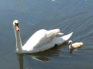 北柏ふるさと公園 北柏ふるさと公園