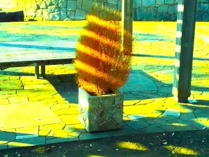 北柏ふるさと公園 北柏ふるさと公園