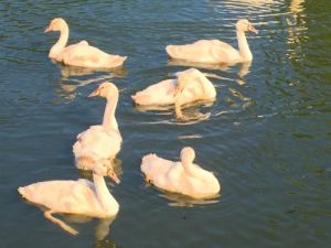 白鳥親子
