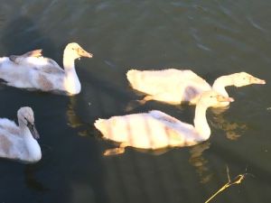 白鳥親子