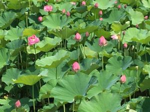 ぐう糸蓮 ぐう糸蓮