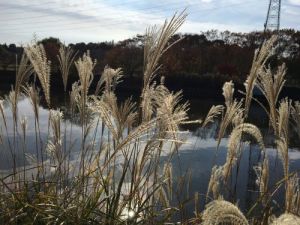 北柏ふるさと公園