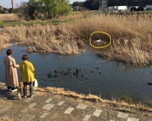 公園白鳥 公園白鳥