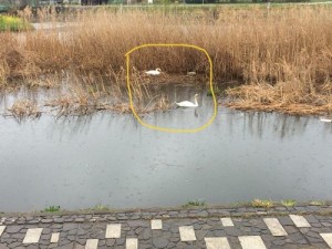 公園白鳥 公園白鳥