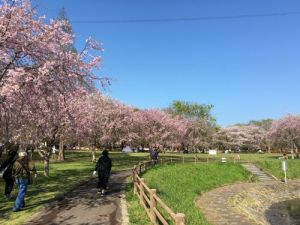 北柏ふるさと公園 北柏ふるさと公園