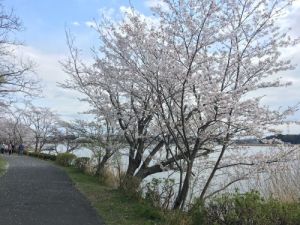 手賀沼遊歩道 手賀沼遊歩道