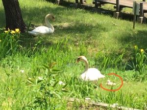 公園白鳥 公園白鳥