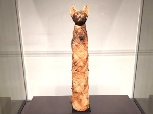 古代DNA展　エジプト猫のミイラ