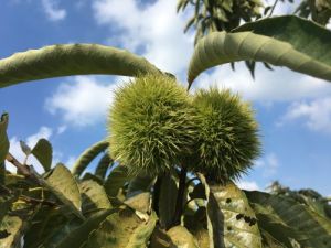 道の駅笠間 道の駅笠間