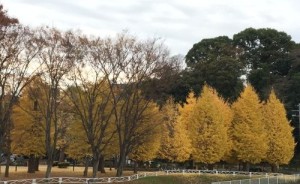 柏ふるさと公園