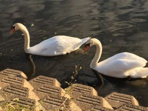 北柏ふるさと公園