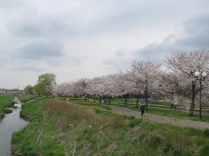 大堀川の桜並木