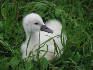 手賀沼の赤ちゃん白鳥