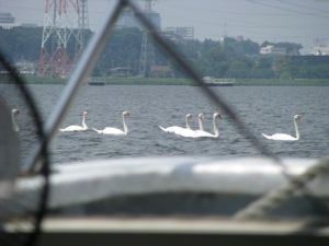 手賀沼の白鳥船団