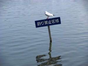 千波湖のカモメ